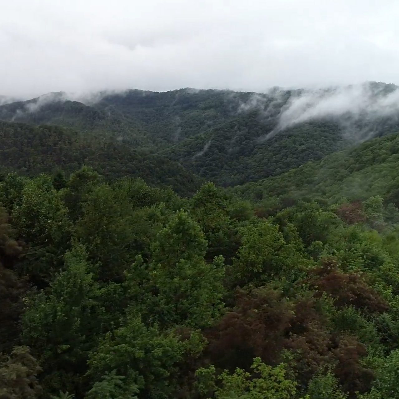 Forest of trees on mountains with low clouds